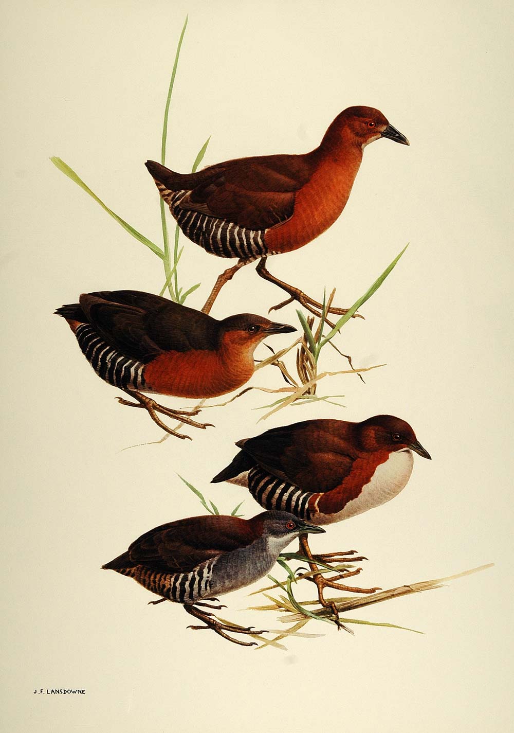 1984 Print South America Birds Whitethroated Crakes Artist J. Fenwick