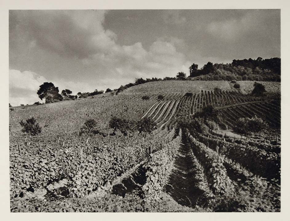 1927 Vineyards Vignobles Wine Bordeaux France Print Original