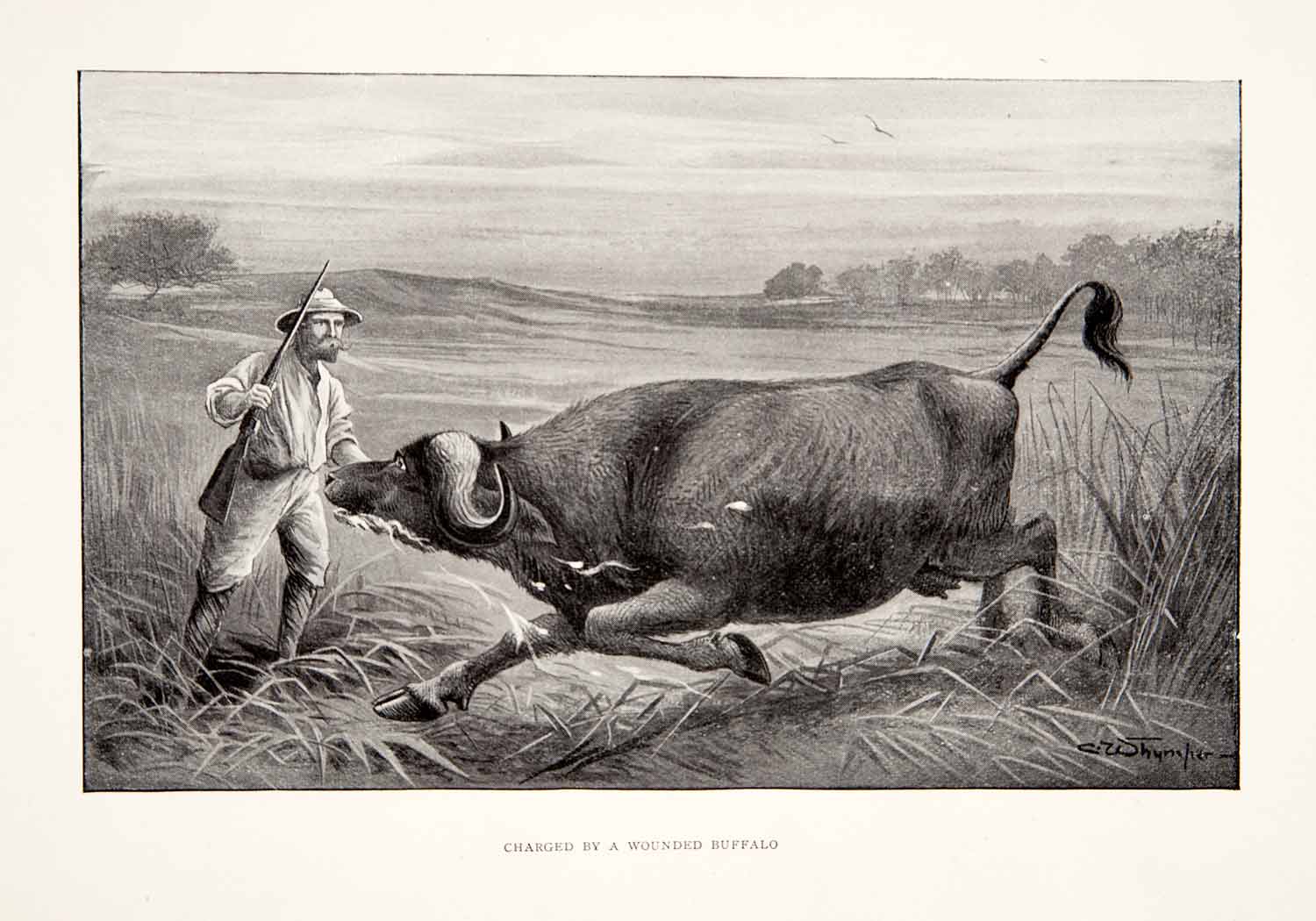 1898 Print Man Gun Hunt Shoot Buffalo Grassland Africa Landscape